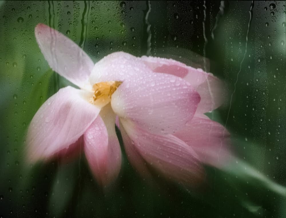 Pink Lotus in Rain by YoungIl Kim — canvas wall art