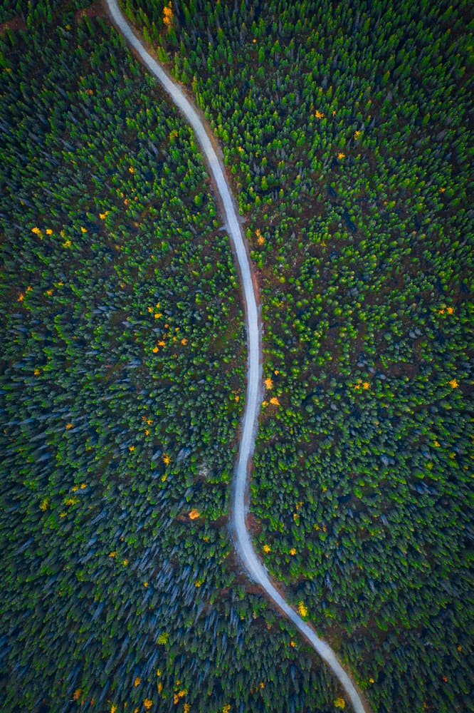 Winding Forest Road by Michael Zheng — canvas wall art