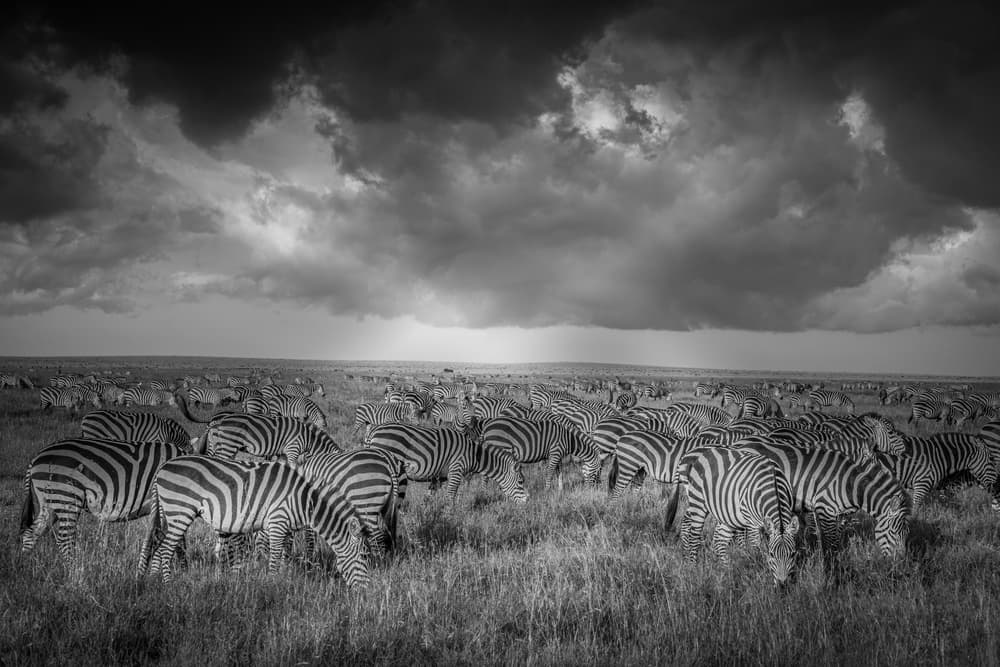 Zebras Under Storm Clouds by Jeffrey C. Sink — canvas wall art