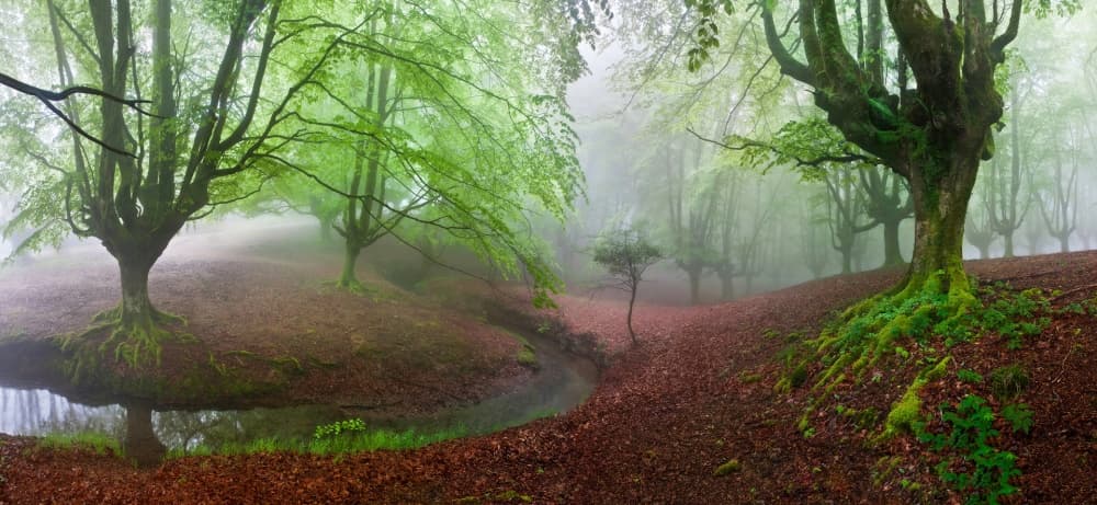 Misty Green Forest Stream by Juan Garcia Garcia Lucas (Pixelecta) — canvas wall art