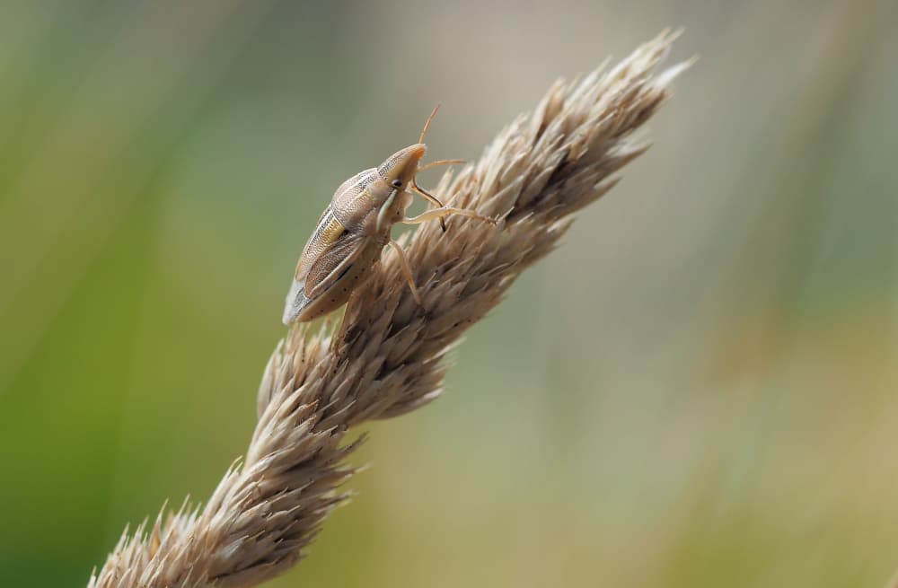 Tiny Bug on Tall Grass by Thierry Dufour — canvas wall art