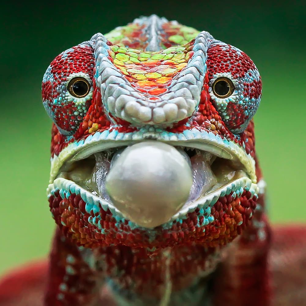 Colorful Chameleon Portrait by Tantoyensen — canvas wall art