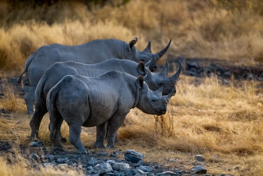 Three Rhinos In Savanna by Joanna W — canvas wall art