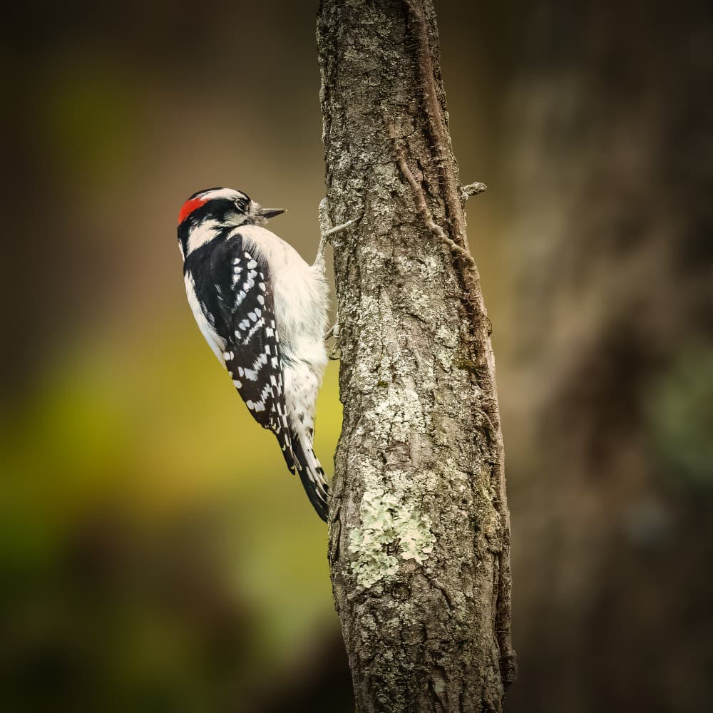 Woodpecker on Forest Tree by Xiao Cai — canvas wall art