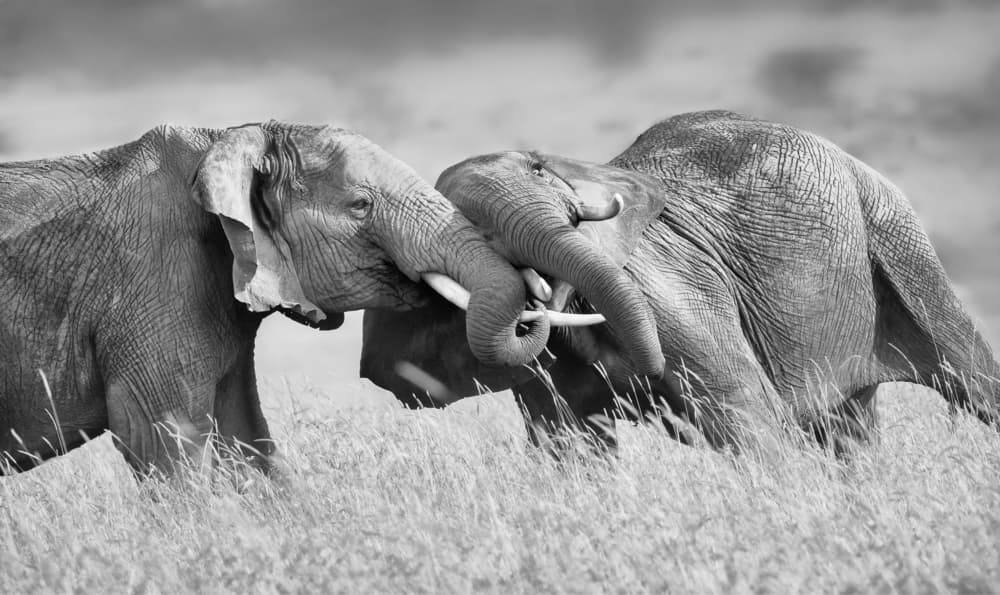 Wild Elephant Encounter by Phillip Chang — canvas wall art
