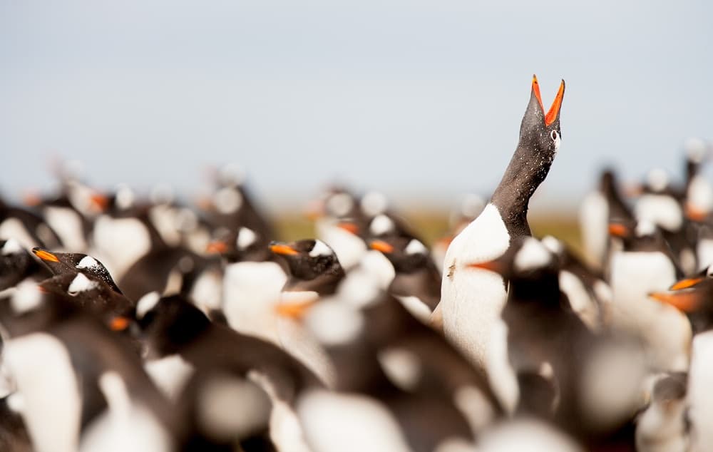 Gentoo Penguin Calling by Joan Gil Raga — canvas wall art