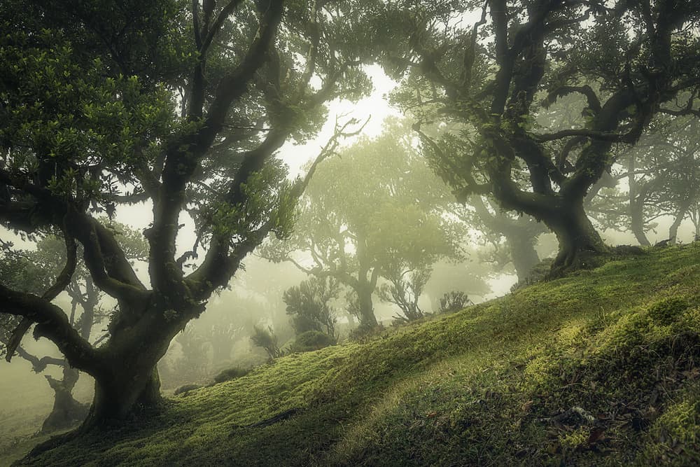 Misty Ancient Forest by Frans van der Boom — canvas wall art