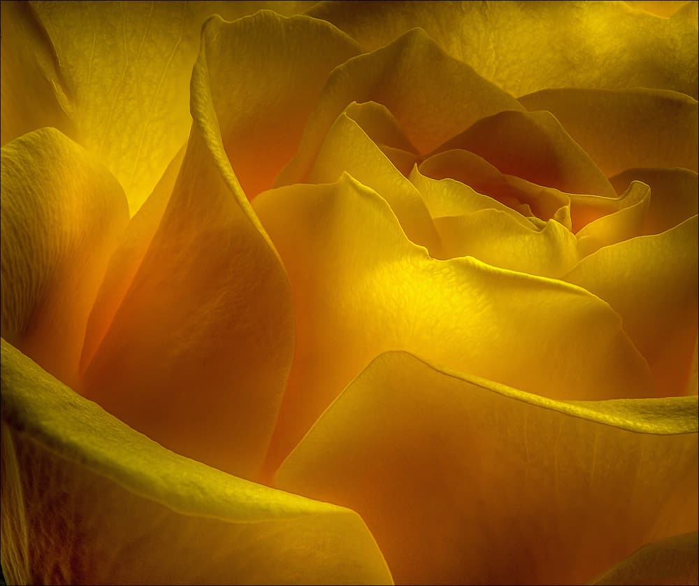 Golden Rose Petals by Chris Coenders — canvas wall art