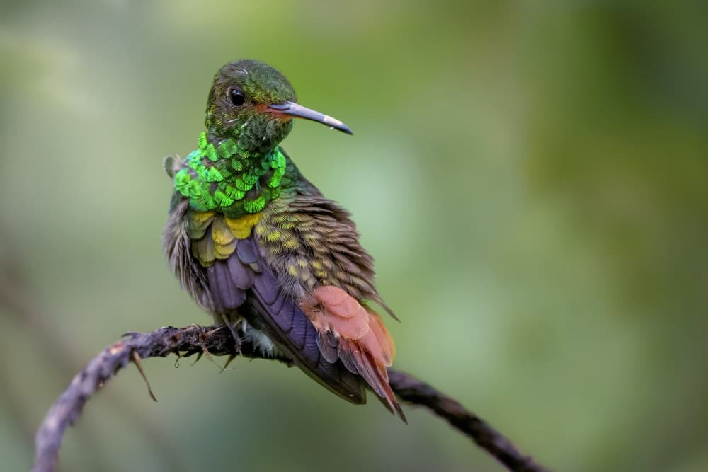 Vibrant Green Hummingbird by Qing Zhao — canvas wall art
