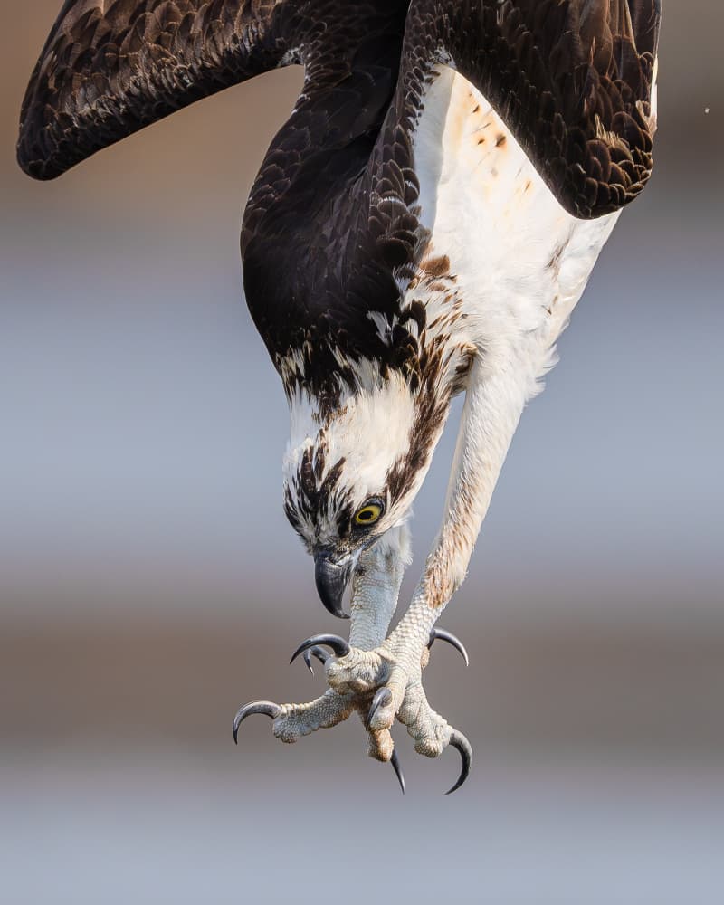 Diving Osprey Hunter by Johnny Chen — canvas wall art