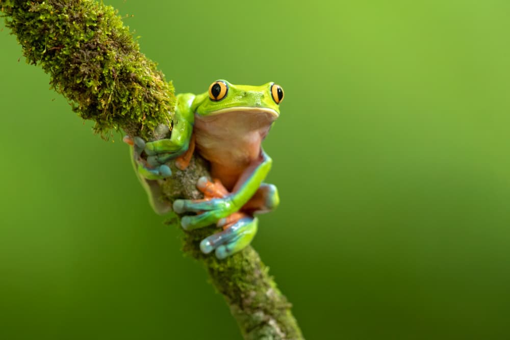 Vibrant Green Tree Frog by Milan Zygmunt — canvas wall art
