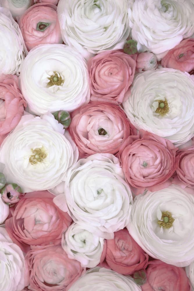 Pink And White Ranunculus by Rosana Laiz Blursbyai — canvas wall art