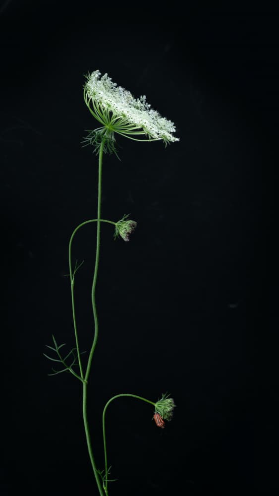 Delicate White Bloom by FranzStaab — canvas wall art