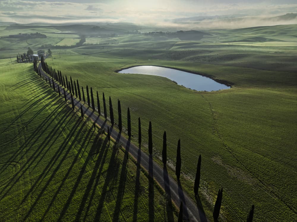Cypress Road Shadows by Jure Kravanja — canvas wall art