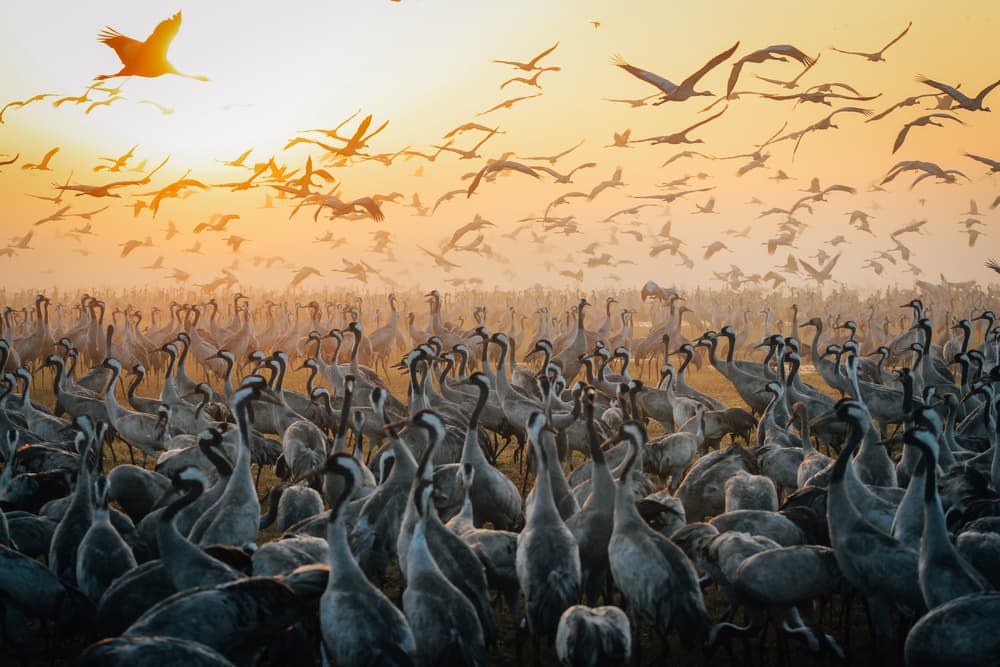 Cranes At Golden Hour by Farid Kazamil — canvas wall art