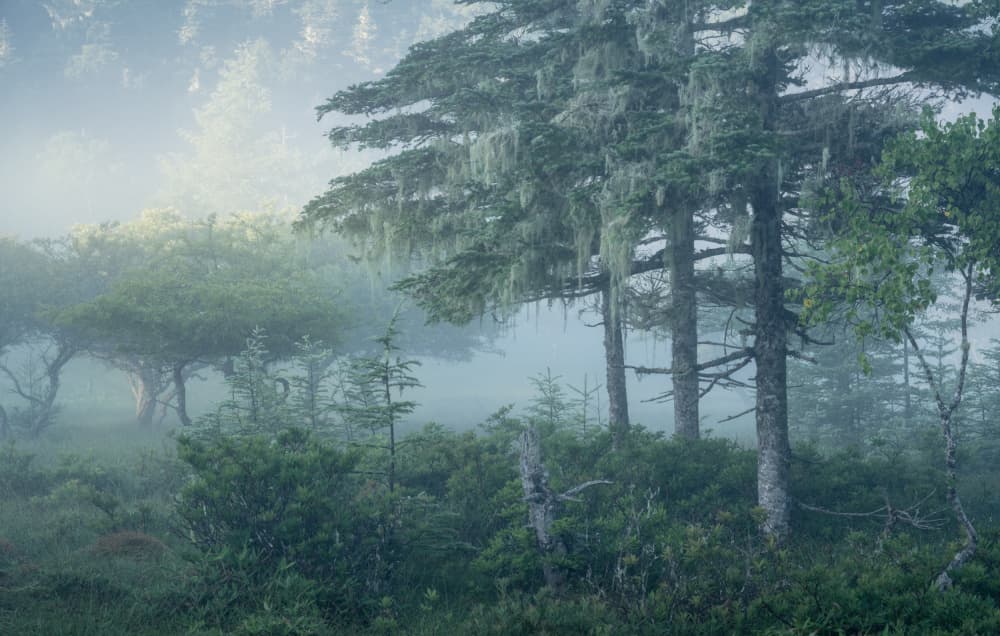 Misty Forest Serenity by Masaki Sugita — canvas wall art