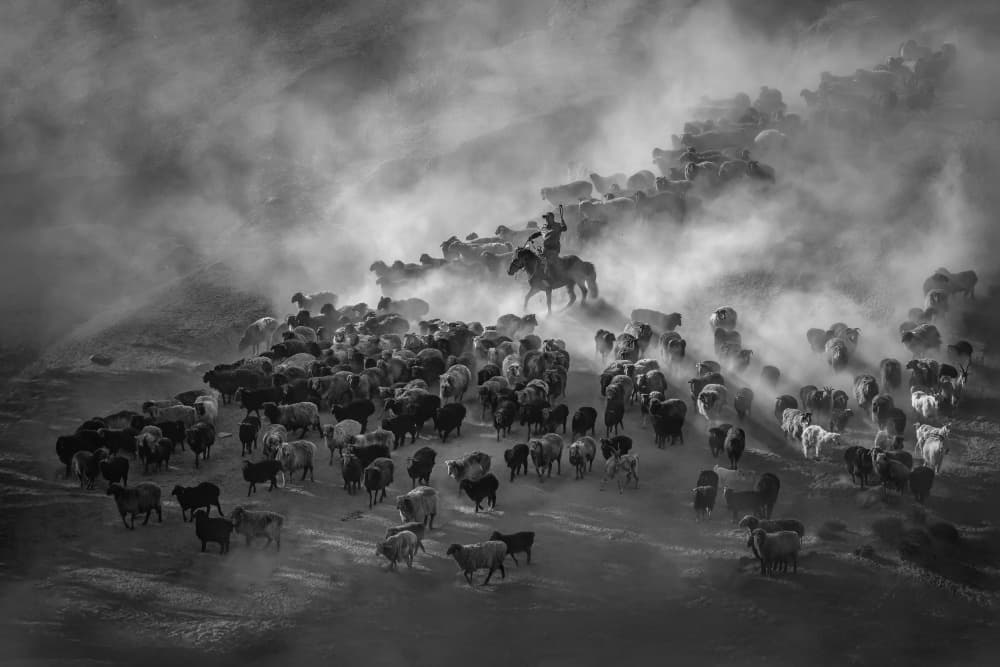 Herding Through Dust by Irene Wu — canvas wall art