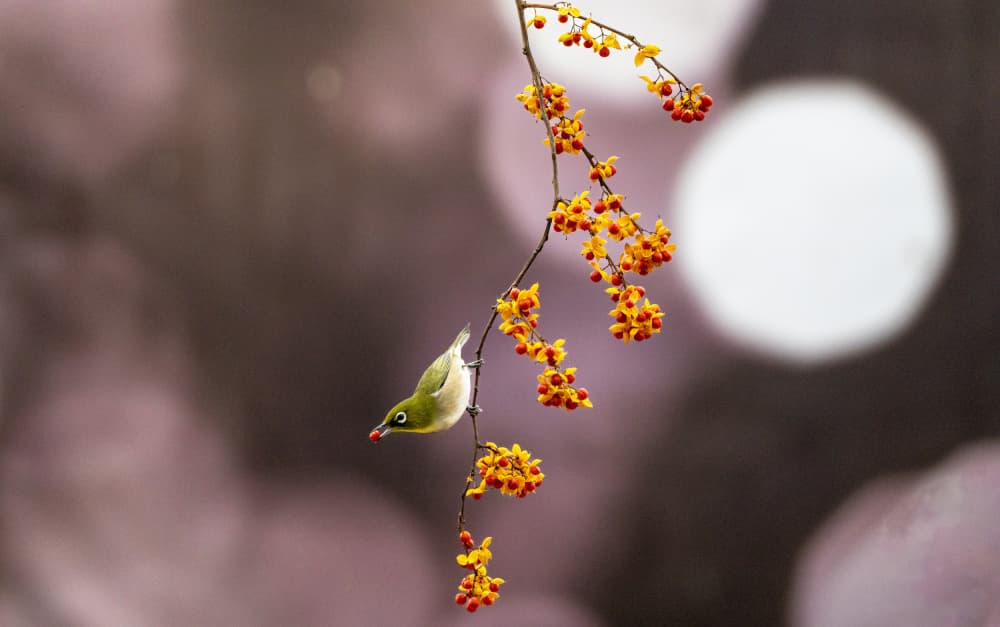 Bird by MIN CHEOL KIM — canvas wall art