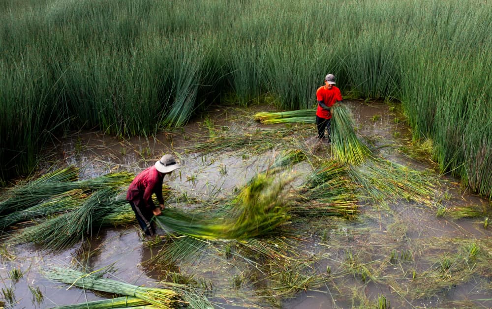 Green Reed Harvest by Tran Van Truong — canvas wall art