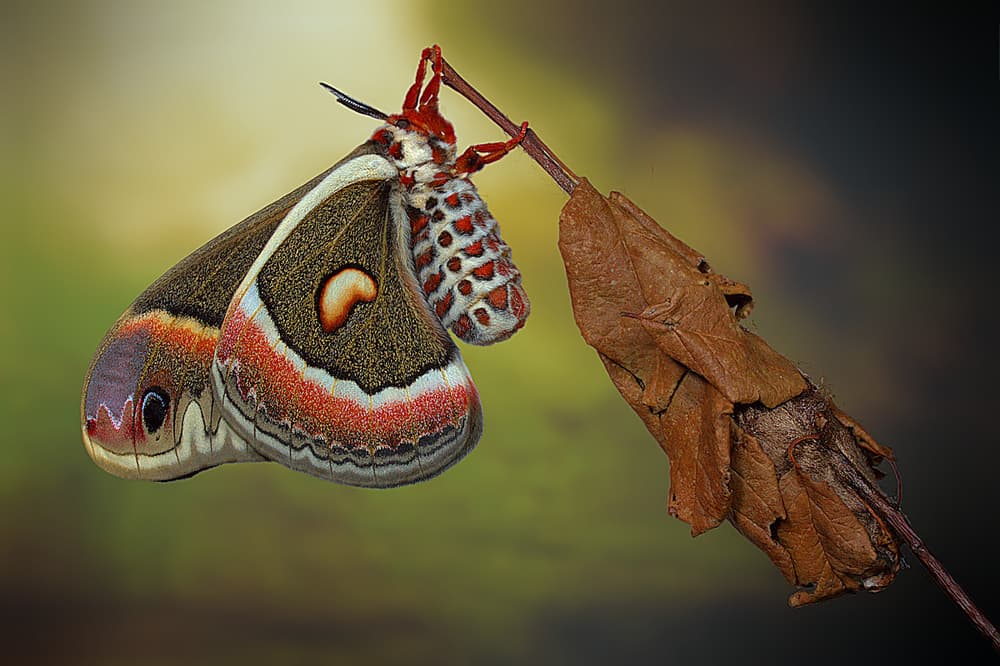Giant Cecropia Moth by Jimmy Hoffman — canvas wall art