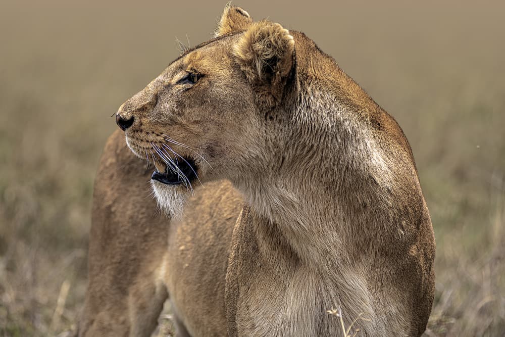 Majestic African Lioness by Jois Domont ( J.L.G.) — canvas wall art