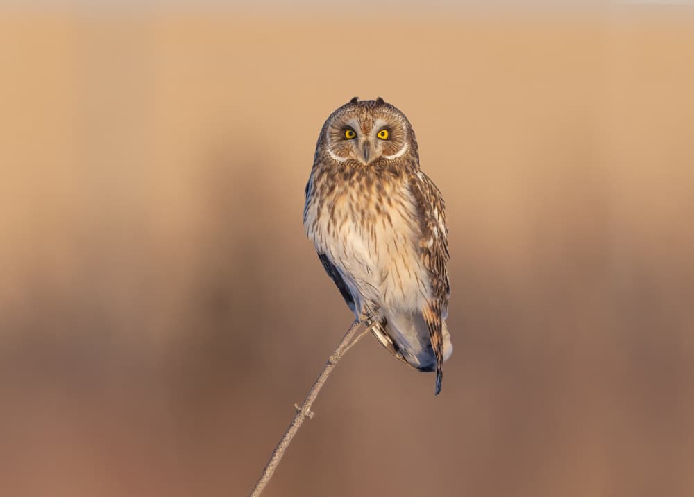 Short-eared Owl Perched by Jasmine Suo — canvas wall art