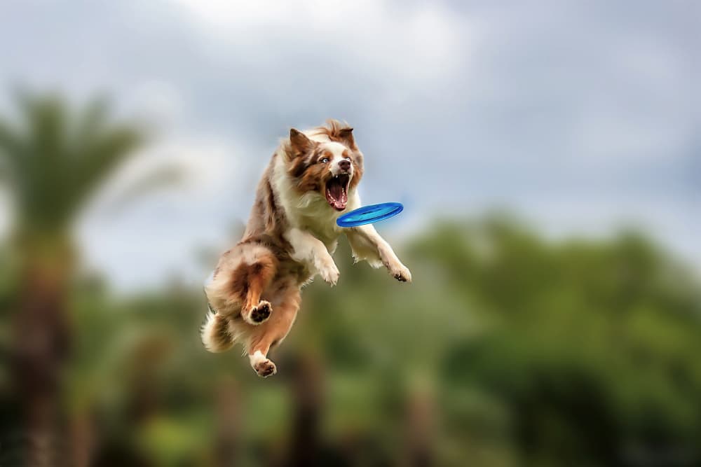Frisbee Dog Jump by MAZAL TOV MATTY OZERI — canvas wall art