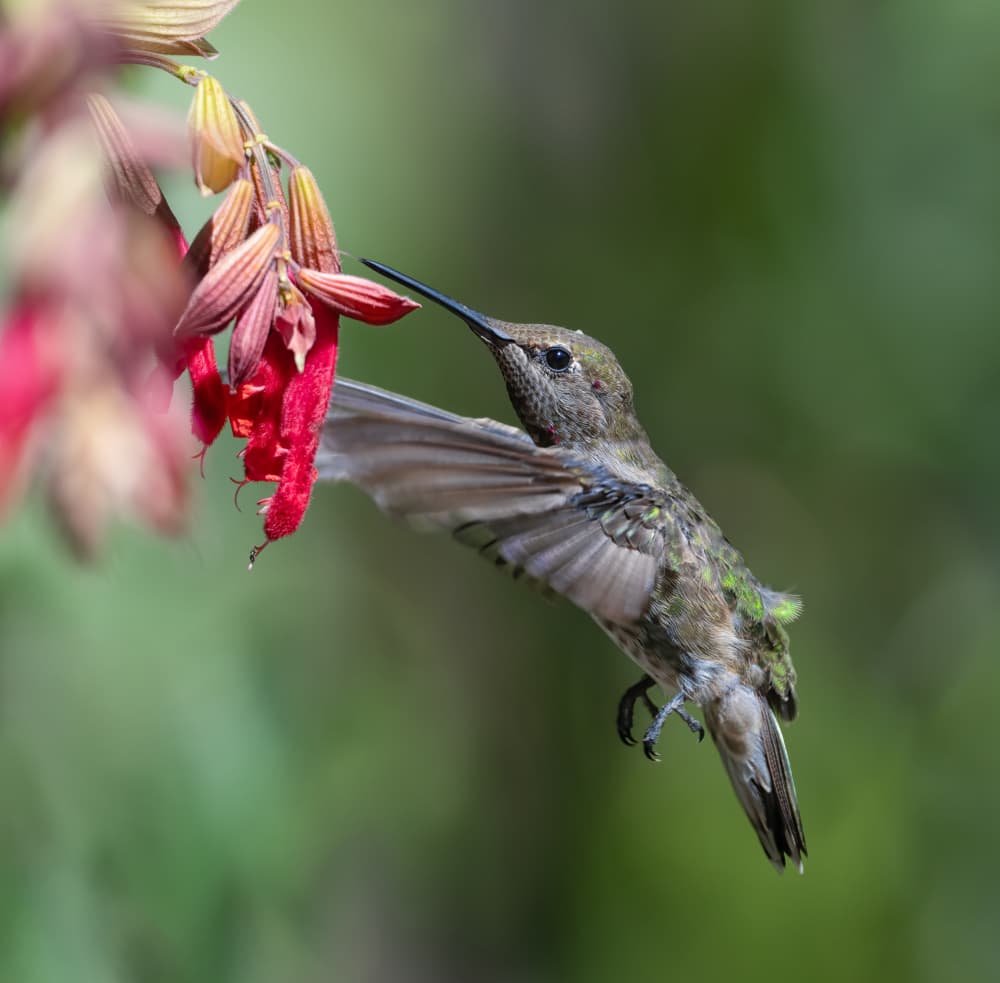 Hummingbird Nectar Bloom by Xiaojian Huang — canvas wall art