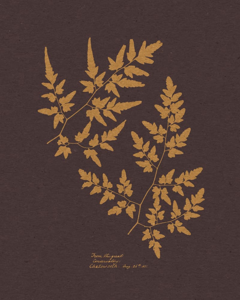 Vintage Golden Fern Fronds by Wild Violets — canvas wall art