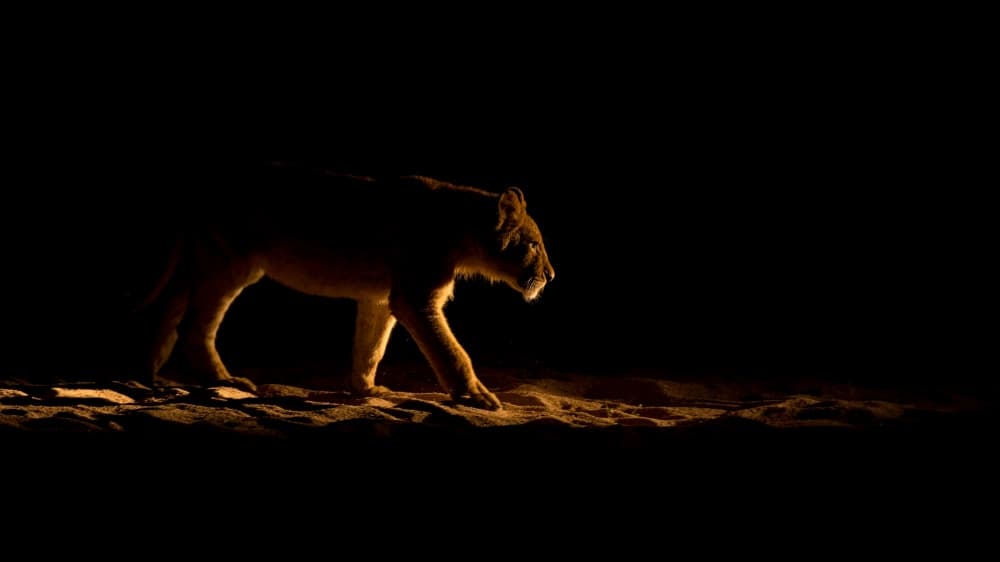 Golden Light Lioness by Mohammed Alnaser — canvas wall art