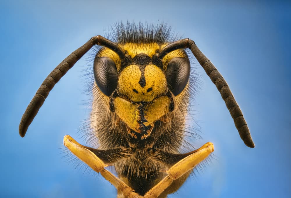 Macro Wasp Portrait by Antoni Figueras — canvas wall art