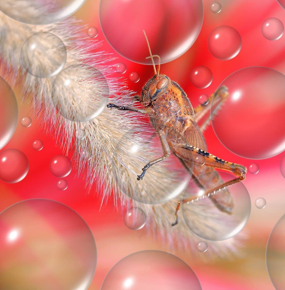 Grasshopper Red Bubbles by Thierry Dufour — canvas wall art