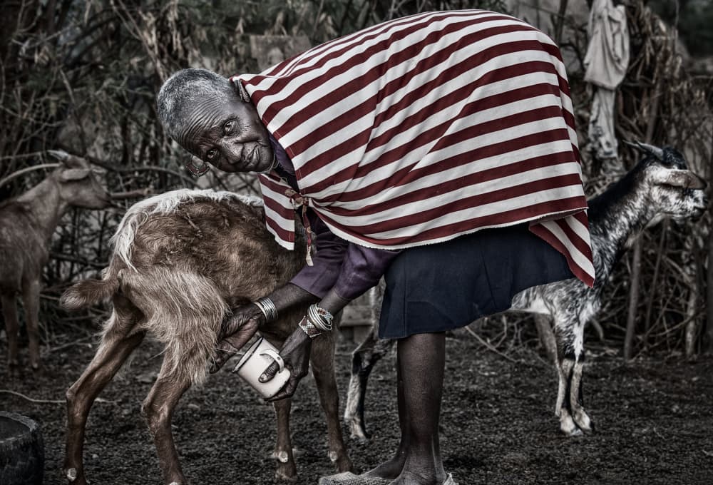 African Elder Milking Goat by Joxe Inazio Kuesta Garmendia — canvas wall art