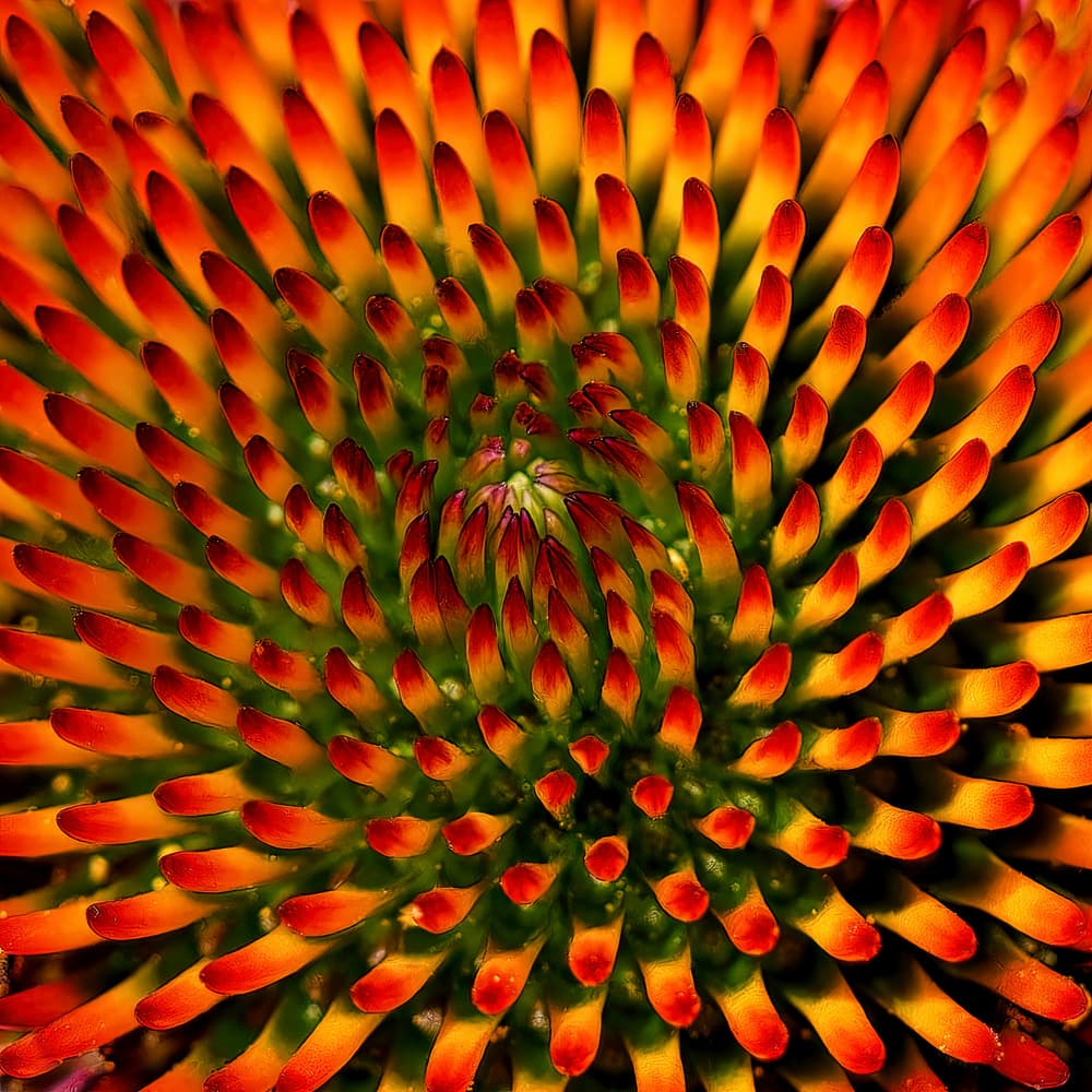 Fiery Flower Bloom by Lucie Gagnon — canvas wall art
