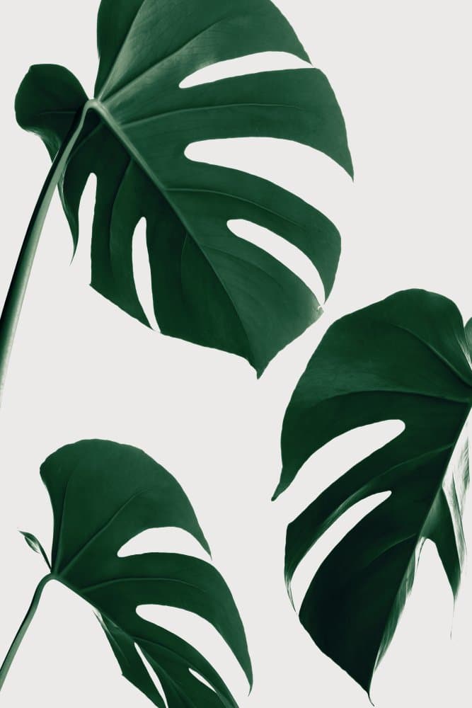 Fresh Green Monstera Leaves by Pictufy Studio III — canvas wall art