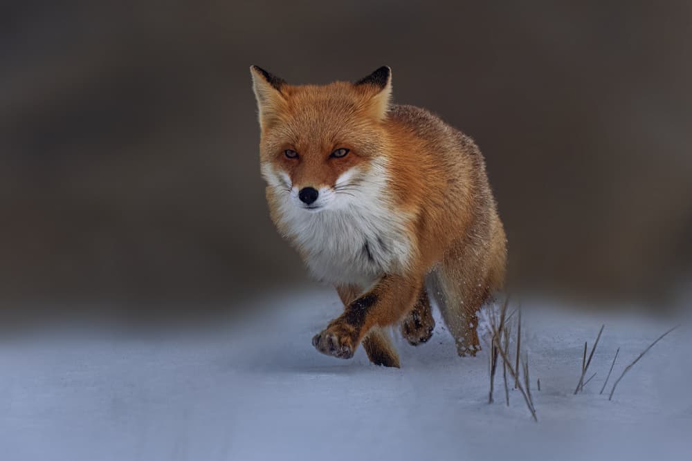 Keen Winter Fox by Qing Zhao — canvas wall art
