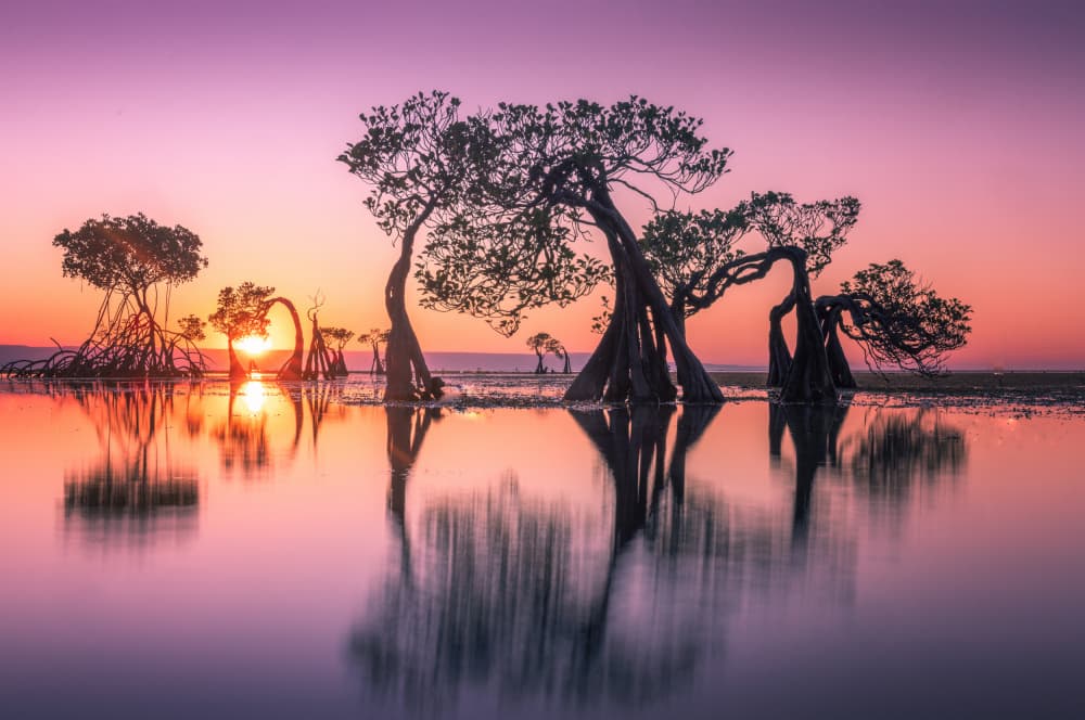 Mangrove Sunset Reflections by Dennis Zhang — canvas wall art