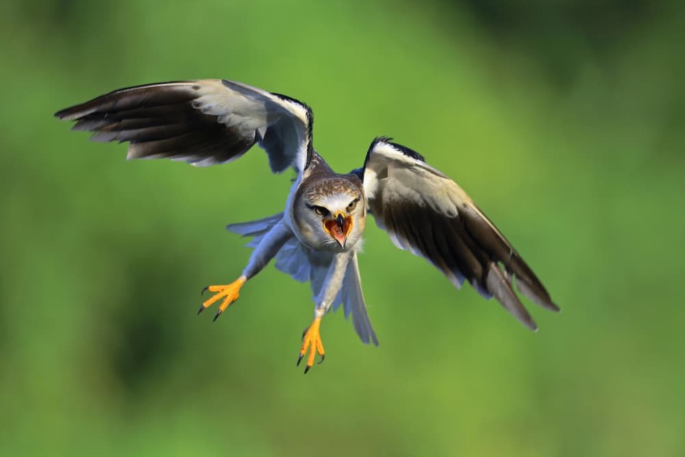 Diving Kite Raptor by Gavin Lam — canvas wall art