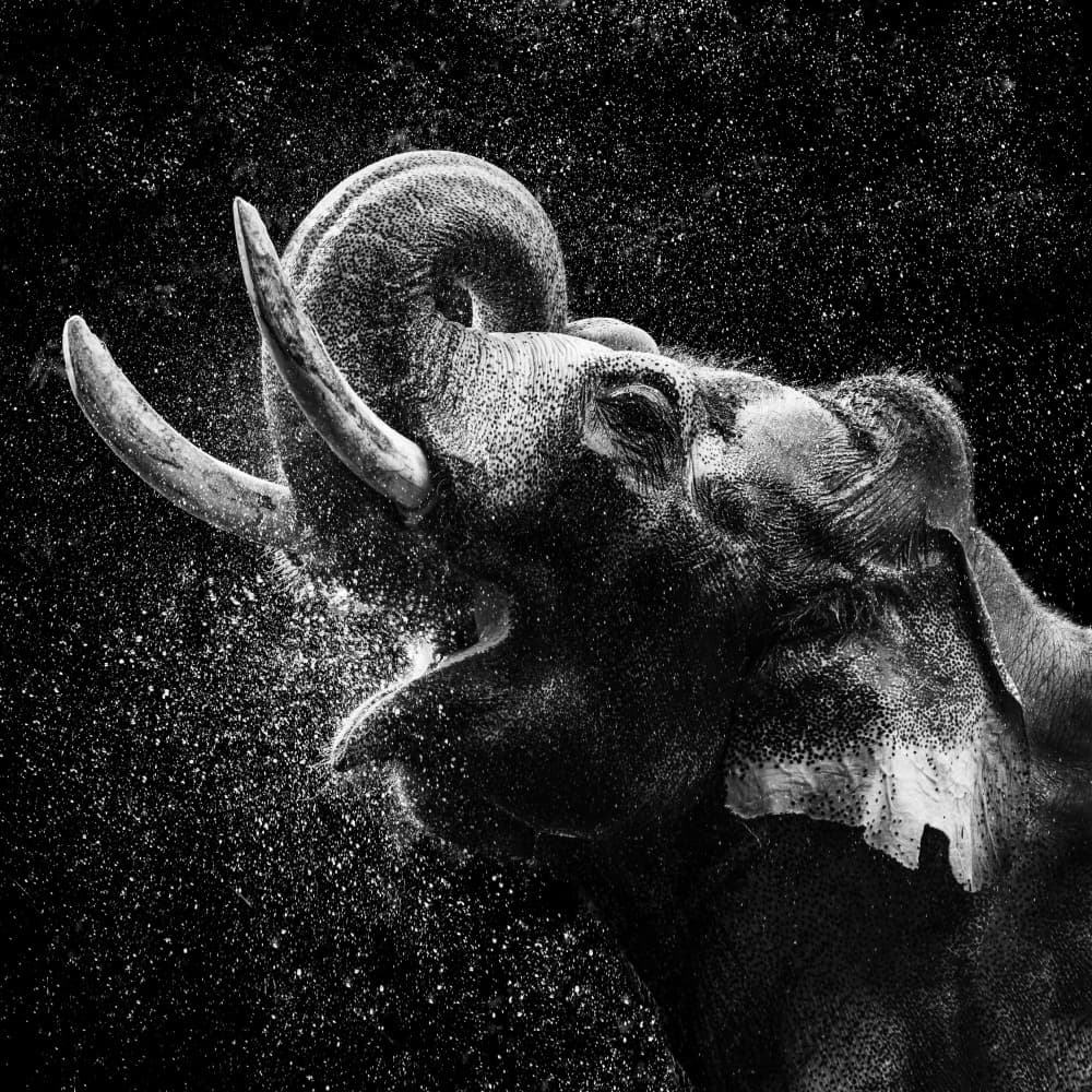 Majestic Elephant Spray by Haruma Okubo — canvas wall art