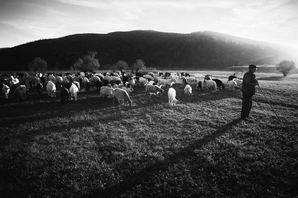 Shepherd with Flock by Sebastian Prioteasa — canvas wall art