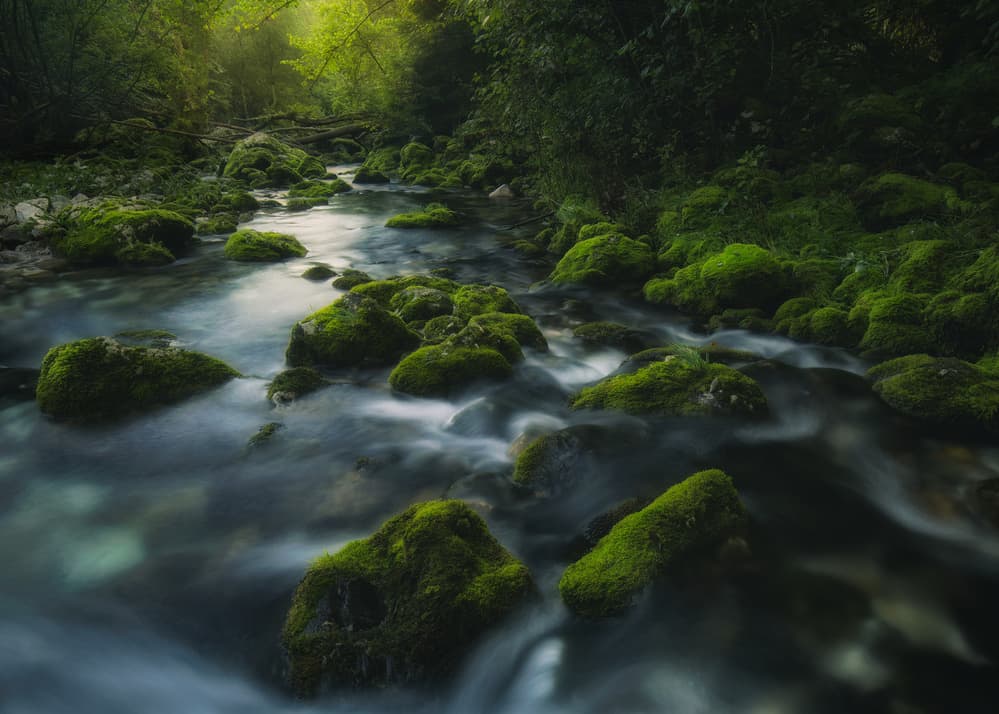 Glowing Mossy Stream by Tomaz Klemensak — canvas wall art
