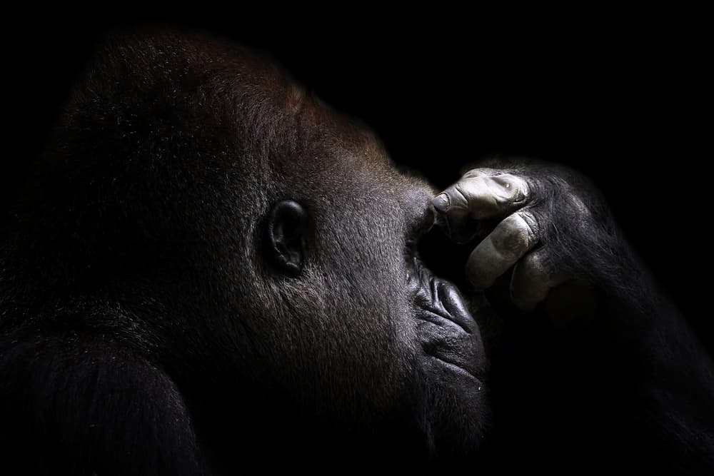 Pensive Gorilla by Kurit Afsheen — canvas wall art