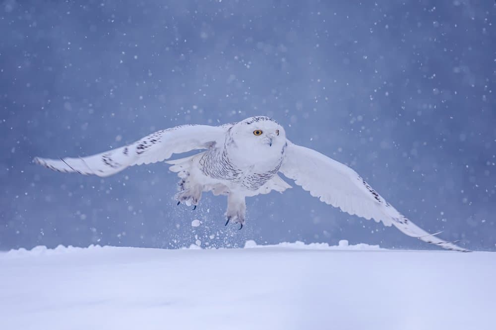Snowy Owl Takes Flight by Max Wang — canvas wall art