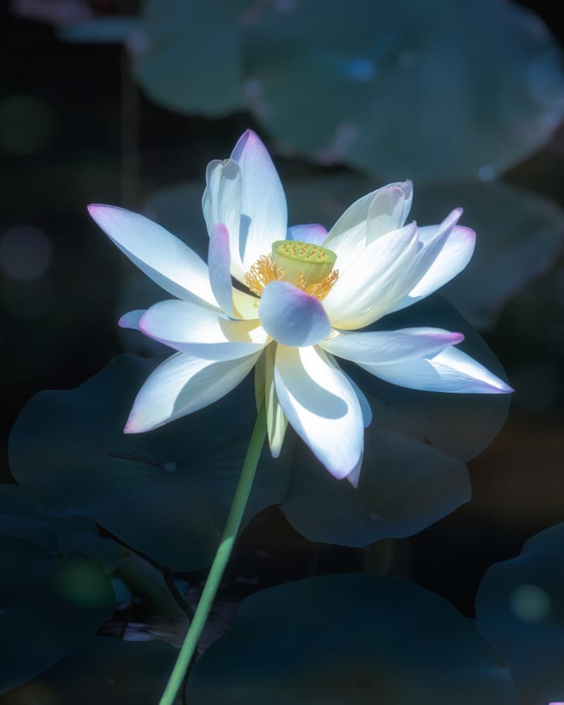 Serene White Lotus by Li Chen — canvas wall art