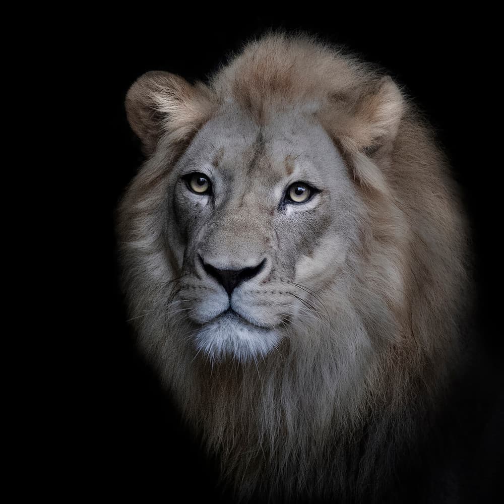 Regal Lion Portrait by Renee Doyle — canvas wall art