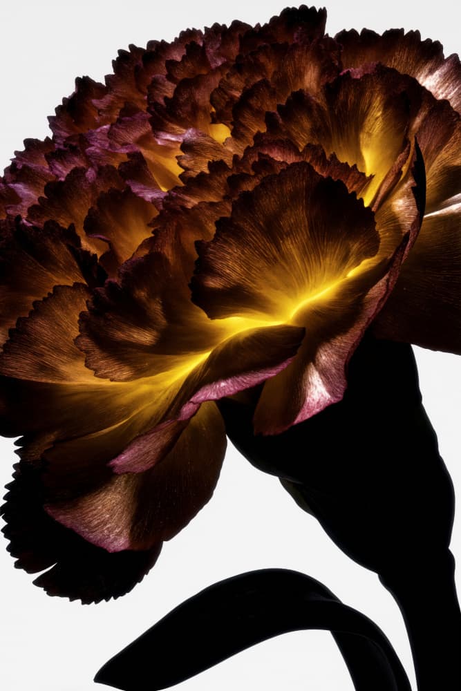 Glowing Carnation Bloom by Minorstep — canvas wall art