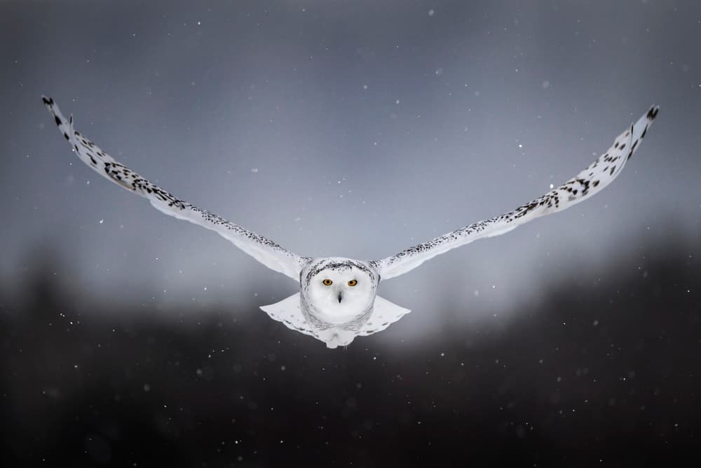 Snowy Owl In Flight by Alberto Ghizzi Panizza — canvas wall art