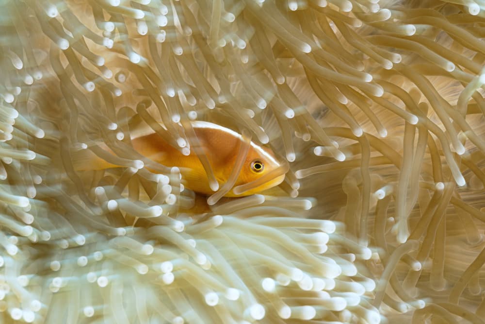 Pink Anemonefish Sanctuary by Serge Melesan — canvas wall art