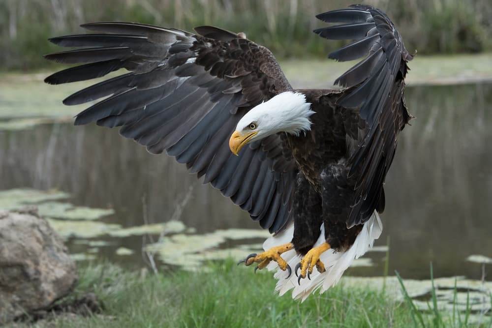 Majestic Eagle Descent by Darlene Hewson — canvas wall art