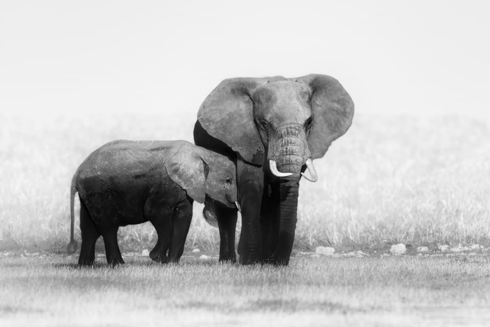 Elephant Mother And Calf by Siyu_Wei APA — canvas wall art